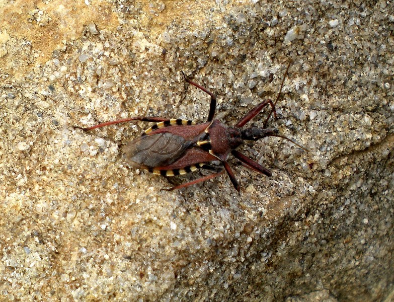 Reduvidae: Rhynocoris erythropus di Caselette (TO)